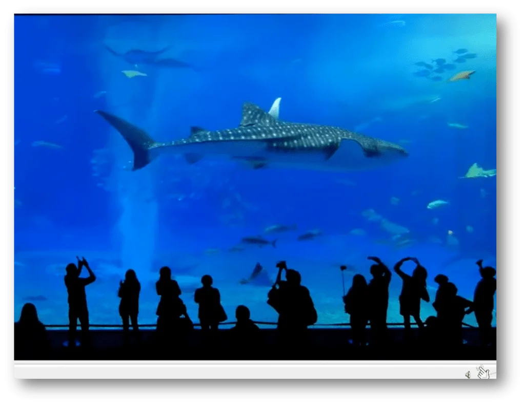 youtube ideas - live aquairum