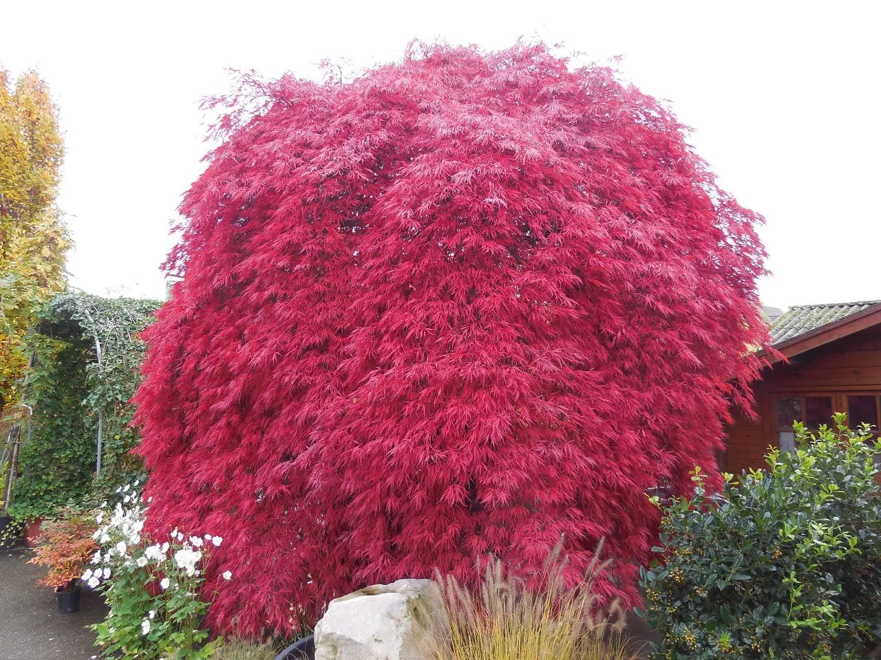 tree of hope